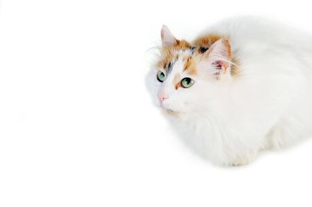 white cat with russet  stains  isolatedの写真素材