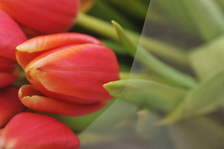 bouquet of many red tulipsの写真素材