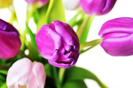 bouquet of many pink and  violet tulipsの写真素材