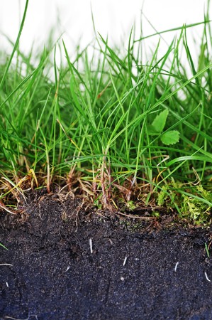  young grass turf close up の写真素材