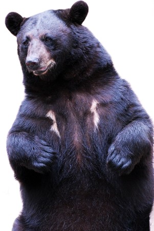 black bearの写真素材
