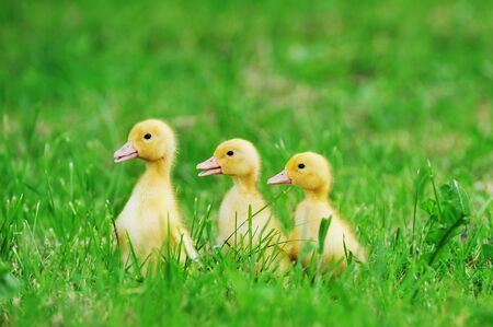 Small ducklings outdoor on green grass の写真素材