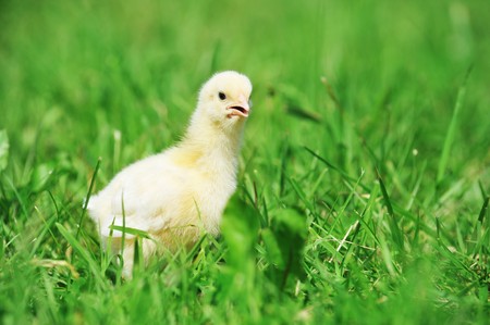 4 days old  chick  exploring green grassの写真素材