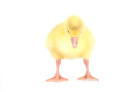 Little yellow fluffy duckling isolated on whiteの写真素材