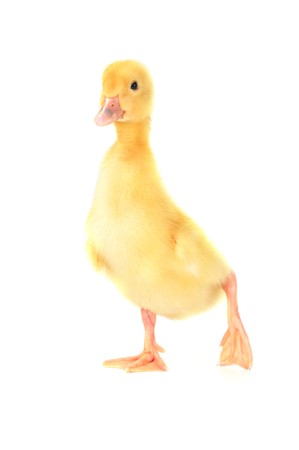 Little yellow fluffy duckling isolated on whiteの写真素材