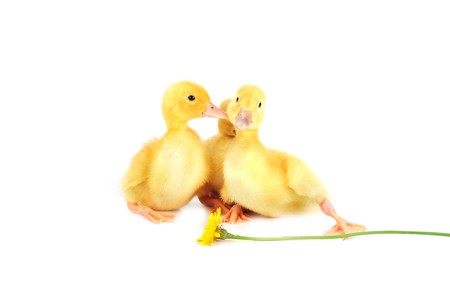  three  cute fluffy  ducklings and  dandelion isolatedの写真素材