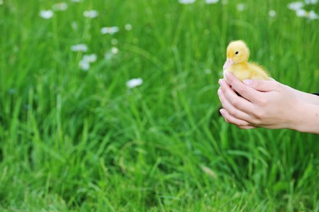 cute little chick is holding  womanの写真素材