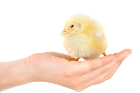 Female hand holding a small fluffy chickの写真素材