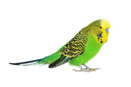  close-up portrait of  budgerigar on whiteの写真素材