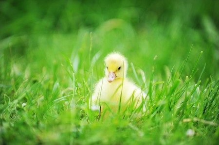 4 days old  duckling exploring green grassの写真素材