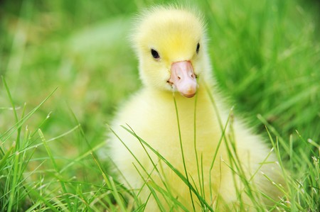 4 days old  duckling exploring green grassの写真素材