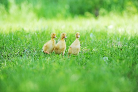 three fluffy chicks walks  in green grassの写真素材
