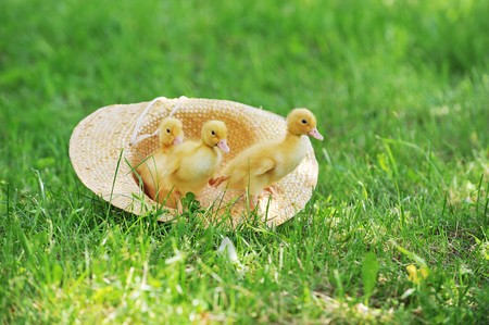 three cute fluffy  ducklings sitting in straw hatの写真素材