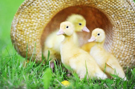 three cute fluffy  ducklings sitting in straw hatの写真素材