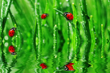 Dew on wet green grass close upの写真素材
