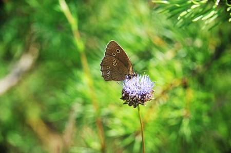 beautiful Butterfly feeding on  flowerの写真素材