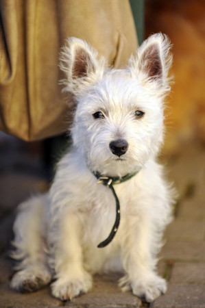 small white dog sits on sidewalk for  houseの写真素材