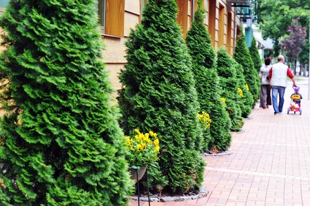 Bushes of  green thuja along sidewalkの写真素材