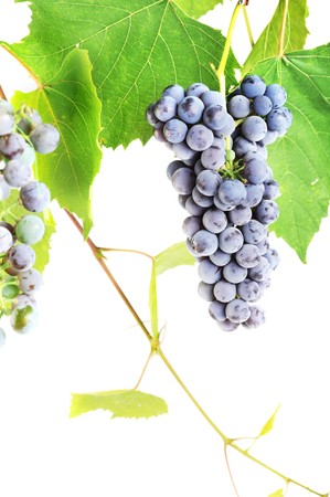 cluster fresh grape  with leaves, isolatedの写真素材