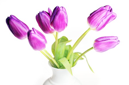 bouquet of many violet tulips in  porcelain vaseの写真素材