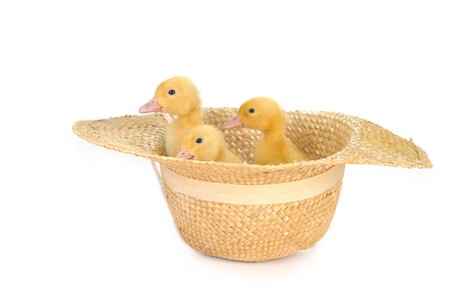  three  cute fluffy  ducklings  in straw hat isolatedの写真素材