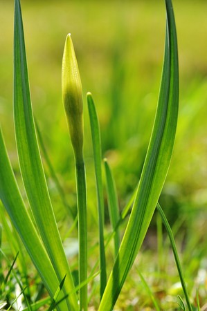 Bud of  flower of  narcissus in  green grass