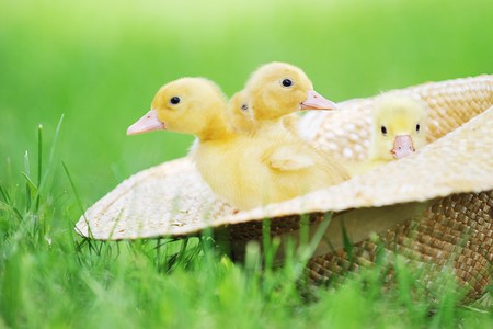 three cute fluffy  ducklings sitting in straw hatの写真素材