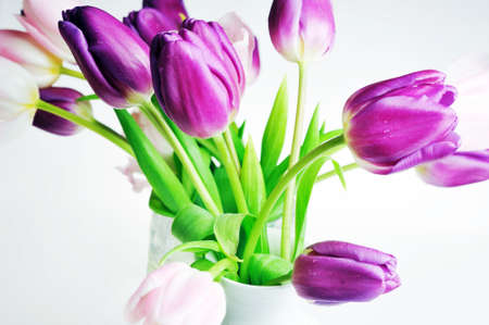 bouquet of many pink and  violet tulipsの写真素材