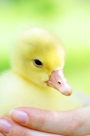 cute little chick is holding  womanの写真素材