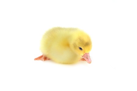 Little yellow fluffy duckling sitting isolatedの写真素材