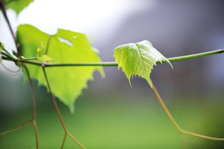 Green leaves in city park in  spring afternoonの写真素材