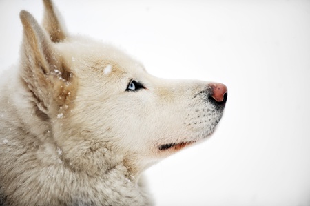 White huskyの写真素材