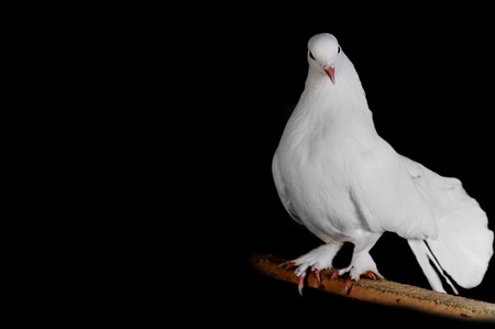 White pigeon sit on  wooden crossbeam close upの写真素材