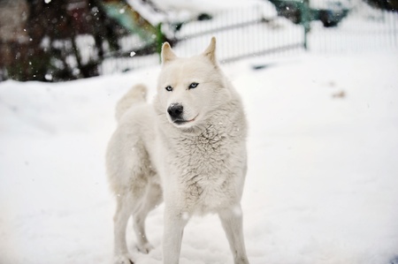  playing  healthy big dog. winter dayの写真素材