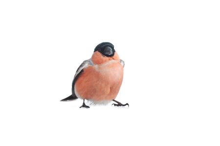 Bright beautiful bird,  eurasian bullfinch isolatedの写真素材