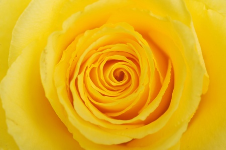 blossom beautiful yellow rose close upの写真素材