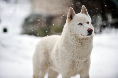 big white dog standing on snow. winter dayの写真素材