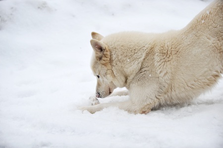  playing  healthy big dog. winter dayの写真素材