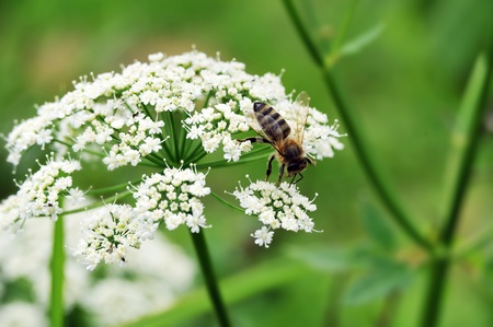 Macro shot of  Honey Bee gathering pollen from  white flower.の写真素材