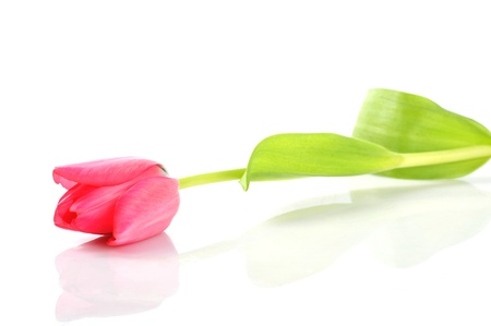 One red tulip isolated close upの写真素材