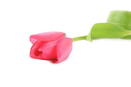 One red tulip isolated close upの写真素材