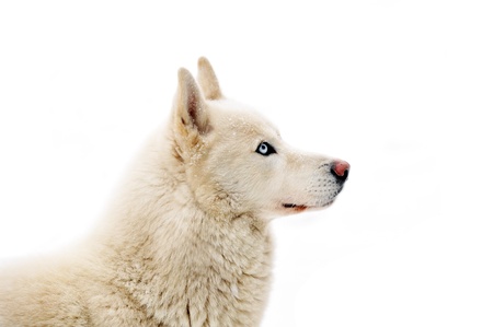 big white dog standing on snow. winter day