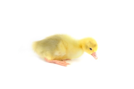 Little yellow fluffy duckling sitting isolatedの写真素材