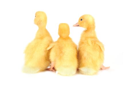 three little yellow fluffy ducklings  isolatedの写真素材