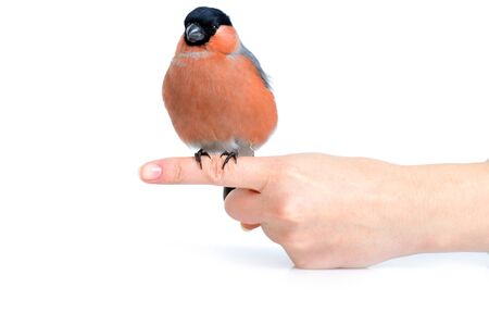 woman holding  bright beautiful bullfinchの写真素材