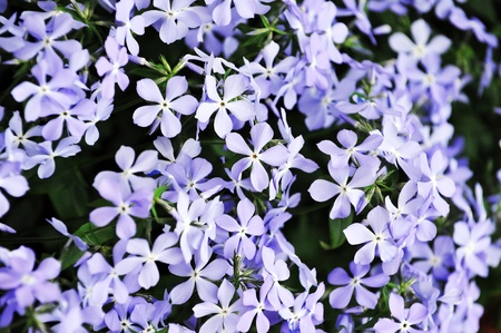 purple  phlox subulata.  small flowers bloom  in late spring  and early summer.の写真素材