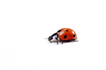 Seven-spotted ladybug isolated on  white. close upの写真素材