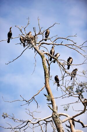 Cormorants roosting on a branch of a dead tree on background  evening sky