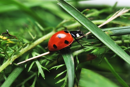 Red ladybird with seven black dots sitting on green grass. Beautiful nature