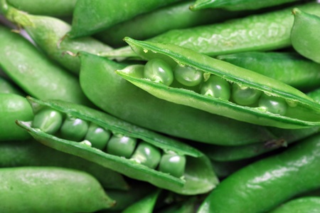 Freshly picked sweet  green peas.  peas in open podsの写真素材